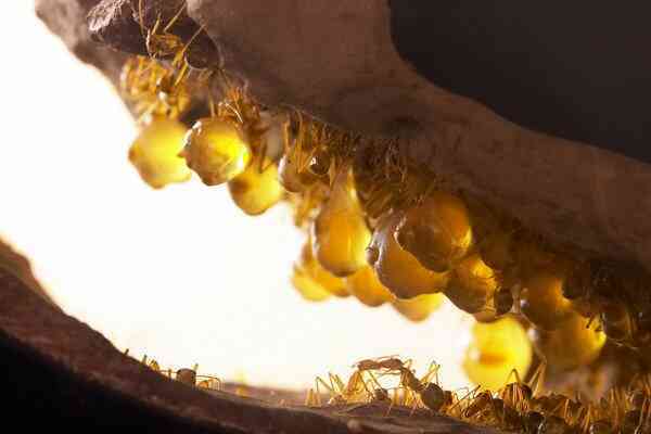 Kiến Honeypot: Loài kiến sản xuất mật duy nhất trên hành tinh của chúng ta! - Ảnh 4. Kiến Honeypot: Loài kiến sản xuất mật duy nhất trên hành tinh của chúng ta! - Ảnh 4.