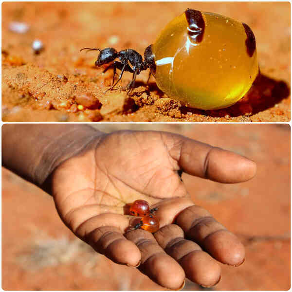 Kiến Honeypot: Loài kiến sản xuất mật duy nhất trên hành tinh của chúng ta! - Ảnh 5.