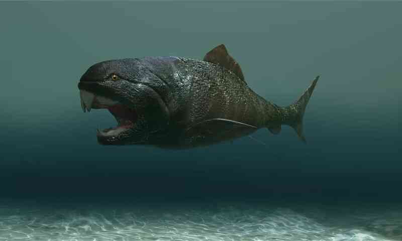 Phát hiện loài cá có thể cắn đứt đôi cơ thể của cá mập trắng lớn - Ảnh 2.
