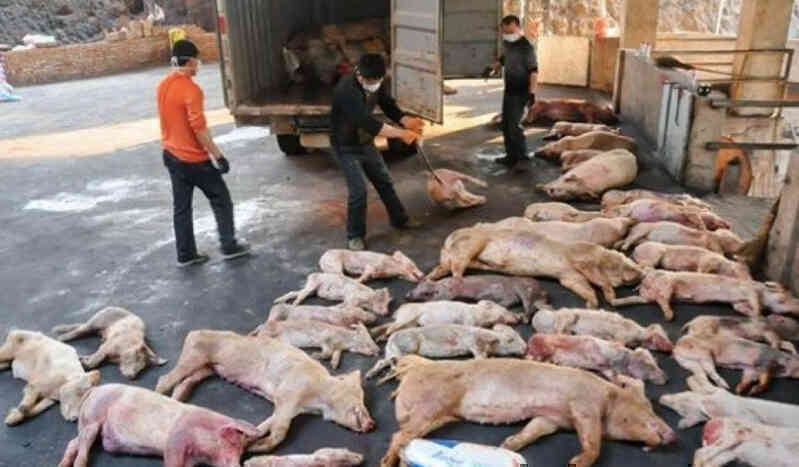 Chăn nuôi lợn trên cao ốc ở Trung Quốc: Từng bị coi là bất hợp pháp nhưng đang là sự đảm bảo cho những bữa cơm có thịt ở nền kinh tế tỷ dân - Ảnh 4. Chăn nuôi lợn trên cao ốc ở Trung Quốc: Từng bị coi là bất hợp pháp nhưng đang là sự đảm bảo cho những bữa cơm có thịt ở nền kinh tế tỷ dân - Ảnh 4.