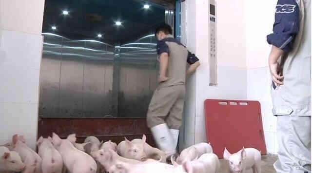 Chăn nuôi lợn trên cao ốc ở Trung Quốc: Từng bị coi là bất hợp pháp nhưng đang là sự đảm bảo cho những bữa cơm có thịt ở nền kinh tế tỷ dân - Ảnh 8. Chăn nuôi lợn trên cao ốc ở Trung Quốc: Từng bị coi là bất hợp pháp nhưng đang là sự đảm bảo cho những bữa cơm có thịt ở nền kinh tế tỷ dân - Ảnh 8.