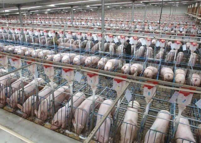 Chăn nuôi lợn trên cao ốc ở Trung Quốc: Từng bị coi là bất hợp pháp nhưng đang là sự đảm bảo cho những bữa cơm có thịt ở nền kinh tế tỷ dân - Ảnh 9. Chăn nuôi lợn trên cao ốc ở Trung Quốc: Từng bị coi là bất hợp pháp nhưng đang là sự đảm bảo cho những bữa cơm có thịt ở nền kinh tế tỷ dân - Ảnh 9.