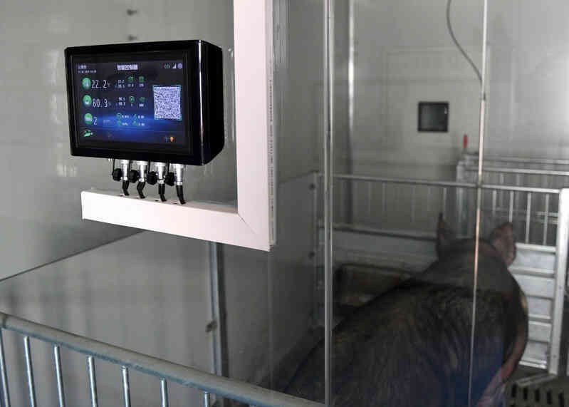 Chăn nuôi lợn trên cao ốc ở Trung Quốc: Từng bị coi là bất hợp pháp nhưng đang là sự đảm bảo cho những bữa cơm có thịt ở nền kinh tế tỷ dân - Ảnh 10. Chăn nuôi lợn trên cao ốc ở Trung Quốc: Từng bị coi là bất hợp pháp nhưng đang là sự đảm bảo cho những bữa cơm có thịt ở nền kinh tế tỷ dân - Ảnh 10.