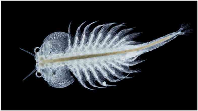Artemia Salina: Sinh vật có thể tồn tại tới 10.000 năm