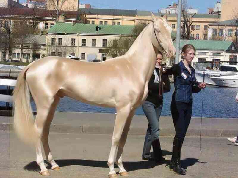 Akhal-Teke: Giống ngựa đẹp mã nhất trên hành tinh của chúng ta - Ảnh 2. Akhal-Teke: Giống ngựa đẹp mã nhất trên hành tinh của chúng ta - Ảnh 2.
