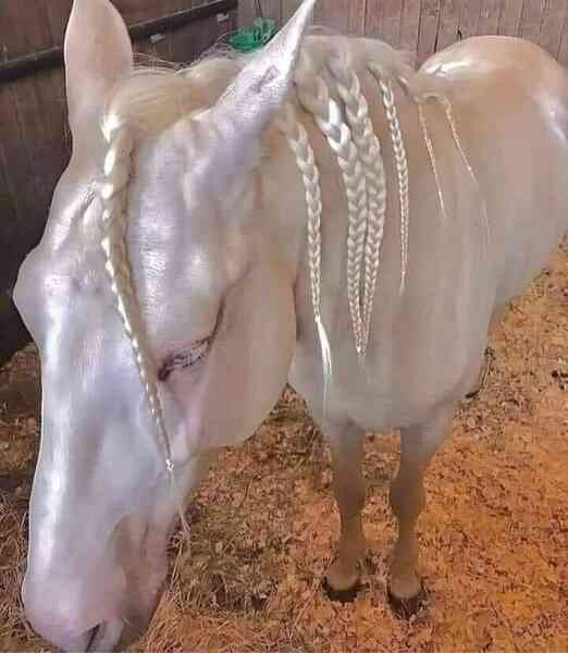 Akhal-Teke: Giống ngựa đẹp mã nhất trên hành tinh của chúng ta - Ảnh 3. Akhal-Teke: Giống ngựa đẹp mã nhất trên hành tinh của chúng ta - Ảnh 3.