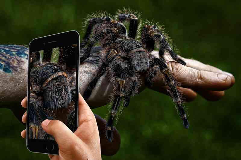 Loài nhện khổng lồ có kích thước bằng một con chó con - Ảnh 3.