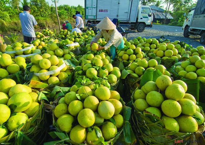 Vĩnh Long ứng dụng công nghệ thu thập thông tin, dự báo tình hình thị trường nông sản