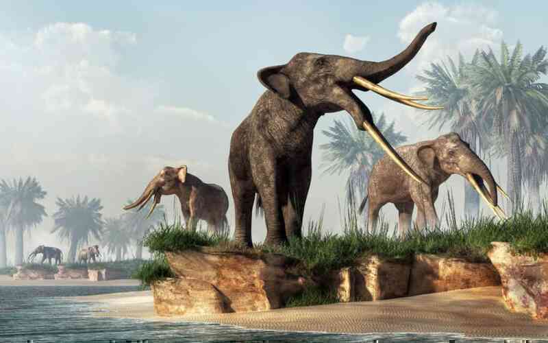 Gomphotheres: Loài voi cổ đại sở hữu đến 4 chiếc ngà - Ảnh 2. Gomphotheres: Loài voi cổ đại sở hữu đến 4 chiếc ngà - Ảnh 2.