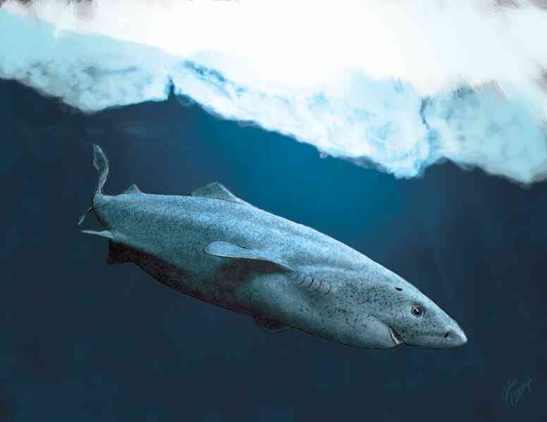 Cá mập Greenland: Một sinh vật bí ẩn và hấp dẫn đại dương - Ảnh 3. Cá mập Greenland: Một sinh vật bí ẩn và hấp dẫn đại dương - Ảnh 3.