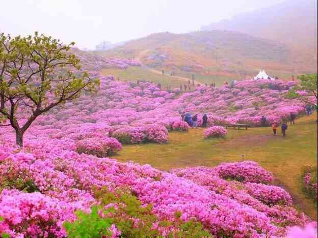 Mùa xuân xứ kim chi – "Bản tình ca" lãng mạn và quyến rũ