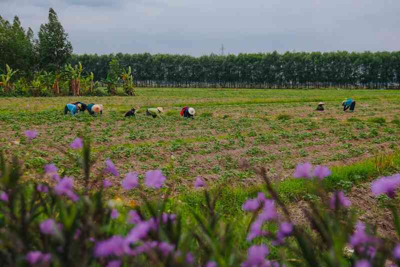 Huyện có ‘siêu nhà máy’ 9,3 tỷ USD, biến Việt Nam thành đại bản doanh của hãng điện thoại có thị phần lớn nhất thế giới - Ảnh 9. Huyện có ‘siêu nhà máy’ 9,3 tỷ USD, biến Việt Nam thành đại bản doanh của hãng điện thoại có thị phần lớn nhất thế giới - Ảnh 9.
