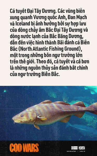 [Mini] Cod Wars: Iceland và Vương quốc Anh đã phải đánh nhau tới tận 3 lần chỉ vì con cá - Ảnh 2.