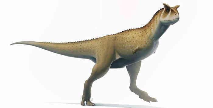 Guemesia-ochoai.jpg Guemesia-ochoai.jpg