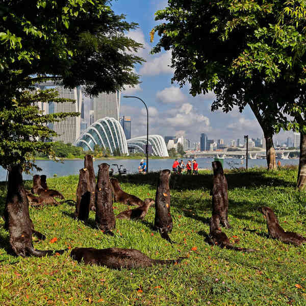 Singapore đang bị "khủng bố" bởi rái cá, mỗi bữa ăn của chúng có thể trị giá hàng nghìn USD! - Ảnh 5. Singapore đang bị "khủng bố" bởi rái cá, mỗi bữa ăn của chúng có thể trị giá hàng nghìn USD! - Ảnh 5.