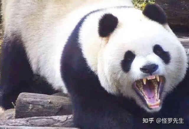 Tại sao sư tử và hổ không ăn thịt gấu trúc? - Ảnh 2. Tại sao sư tử và hổ không ăn thịt gấu trúc? - Ảnh 2.