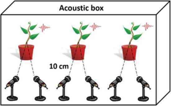 Thực vật cũng hét lên khi căng thẳng