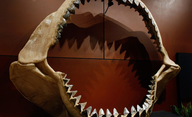 Các nhà khoa học xác nhận họ chẳng biết siêu cá mập Megalodon thật sự trông như thế nào