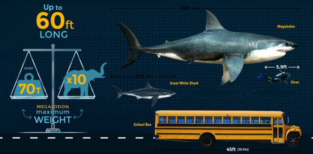 Các nhà khoa học cũng chẳng biết megalodon thật sự trông như thế nào, ngoài việc nó to lớn - Ảnh 3.