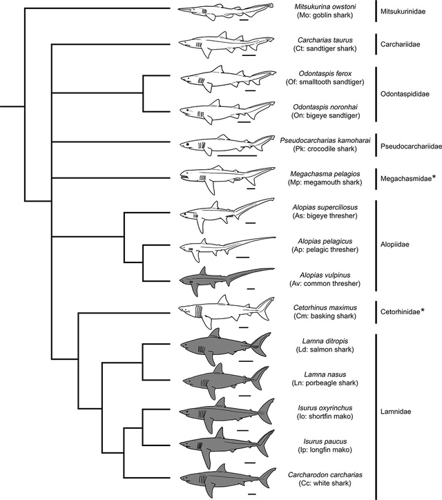Các nhà khoa học cũng chẳng biết megalodon thật sự trông như thế nào, ngoài việc nó to lớn - Ảnh 4.