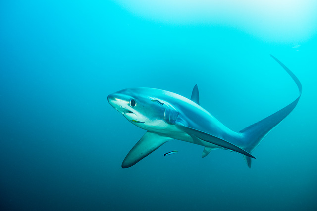 Các nhà khoa học xác nhận họ chẳng biết siêu cá mập Megalodon thật sự trông như thế nào - Ảnh 6.