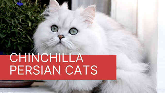 Chinchilla - Loài mèo có đôi mắt to nhất thế giới - Ảnh 5. Chinchilla - Loài mèo có đôi mắt to nhất thế giới - Ảnh 5.