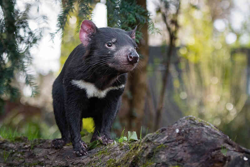 Tasmanian-devil_L.jpg Tasmanian-devil_L.jpg
