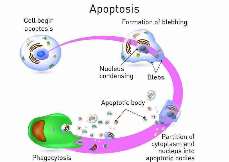 csm_stages-of-apoptosis_5286a89ef9.jpg csm_stages-of-apoptosis_5286a89ef9.jpg