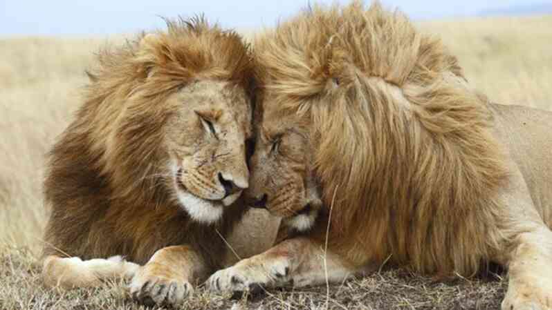 gay animals_620x349.jpg gay animals_620x349.jpg