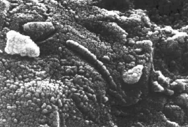 Giả thuyết Panspermia: Sự sống trên Trái đất có nguồn gốc từ sao Hỏa hoặc các thiên thể khác? - Ảnh 4. Giả thuyết Panspermia: Sự sống trên Trái đất có nguồn gốc từ sao Hỏa hoặc các thiên thể khác? - Ảnh 4.