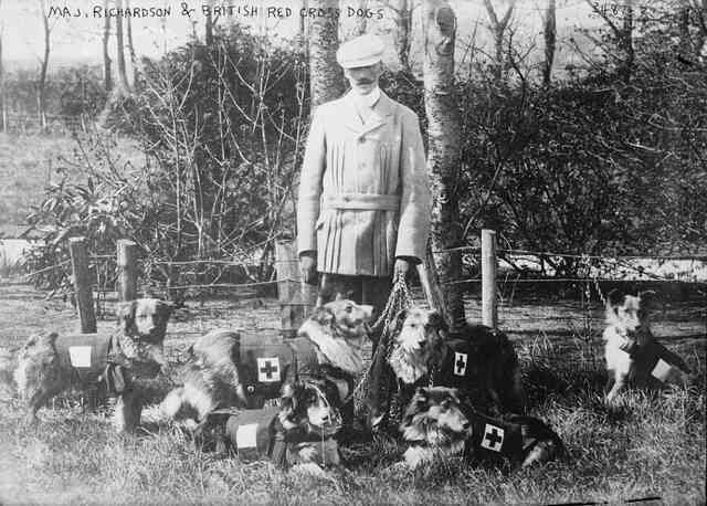 Mercy dog - Những người hùng thầm lặng trong Thế chiến thứ nhất - Ảnh 2. Mercy dog - Những người hùng thầm lặng trong Thế chiến thứ nhất - Ảnh 2.