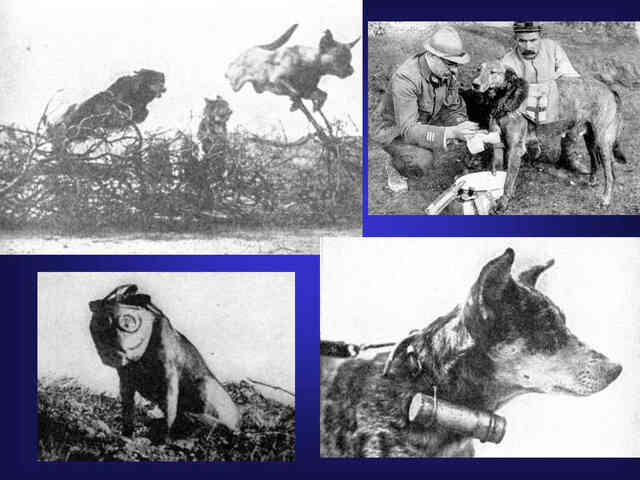 Mercy dog - Những người hùng thầm lặng trong Thế chiến thứ nhất - Ảnh 5. Mercy dog - Những người hùng thầm lặng trong Thế chiến thứ nhất - Ảnh 5.