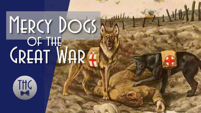 Mercy dog - Những người hùng thầm lặng trong Thế chiến thứ nhất - Ảnh 6. Mercy dog - Những người hùng thầm lặng trong Thế chiến thứ nhất - Ảnh 6.