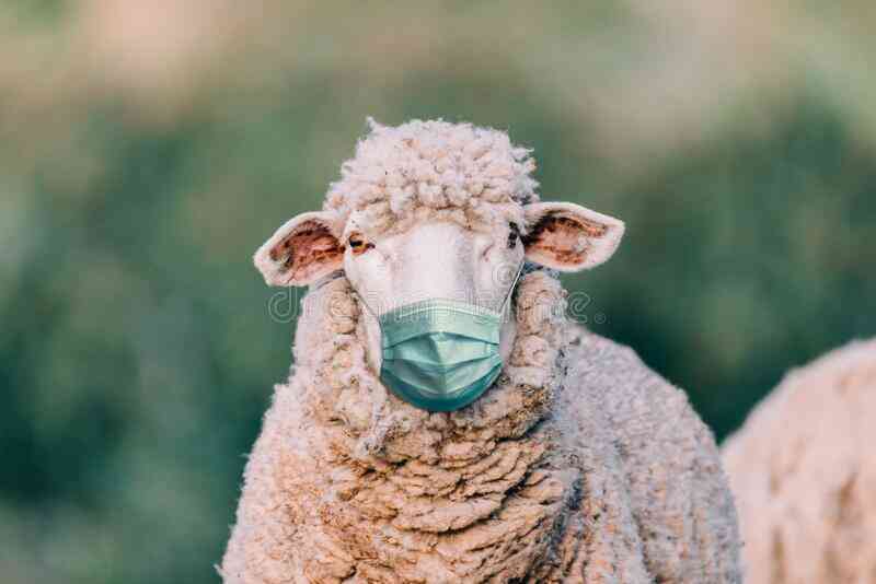 sheep-medical-mask-field-194387590.jpg sheep-medical-mask-field-194387590.jpg