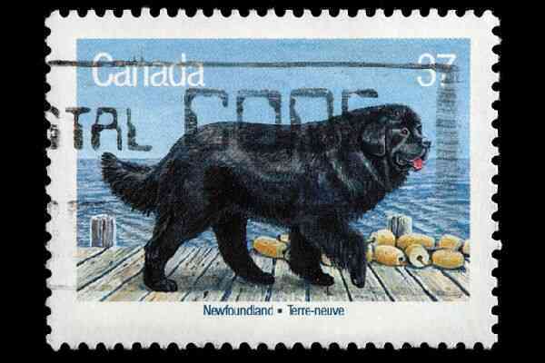 Newfoundland-dog-on-stamp.jpg.optimal.jpg Newfoundland-dog-on-stamp.jpg.optimal.jpg