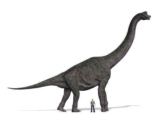 Khủng long Brachiosaurus, chỉ cần nôn thôi đã có thể giết được bạn rồi! - Ảnh 2. Khủng long Brachiosaurus, chỉ cần nôn thôi đã có thể giết được bạn rồi! - Ảnh 2.