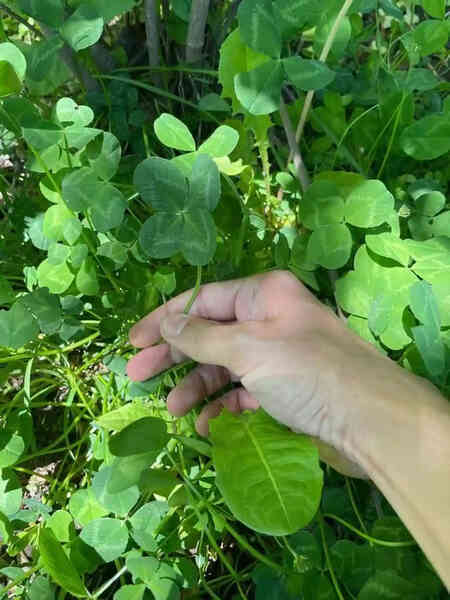 Bộ sưu tập hàng ngàn ngọn cỏ bốn lá của người đàn ông "may mắn nhất thế giới"