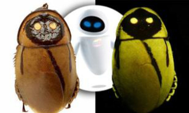 Phát hiện loài gián có thể tự phát sáng và trông giống như Eve trong bộ phim Wall-E
