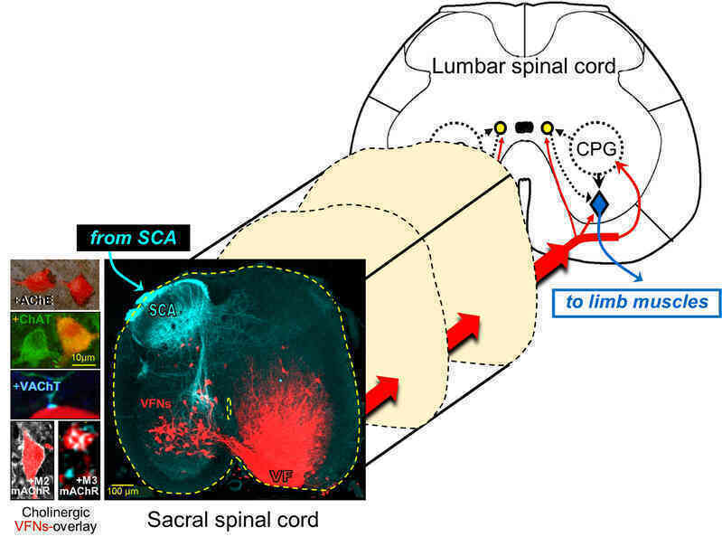 jnc15354-fig-0004-m.jpg jnc15354-fig-0004-m.jpg