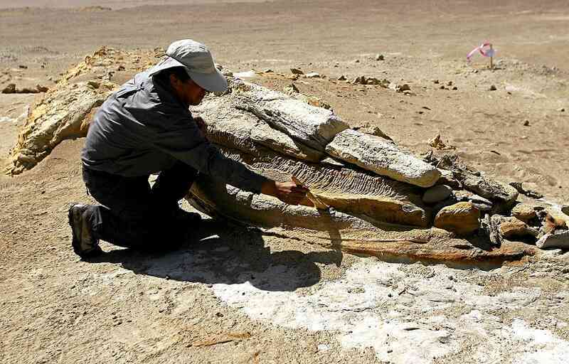 An archeologist brushes the fossilized jaw of a whale lying on the desert pavement of Ocucaje, 310 km south of Lima.jpg An archeologist brushes the fossilized jaw of a whale lying on the desert pavement of Ocucaje, 310 km south of Lima.jpg