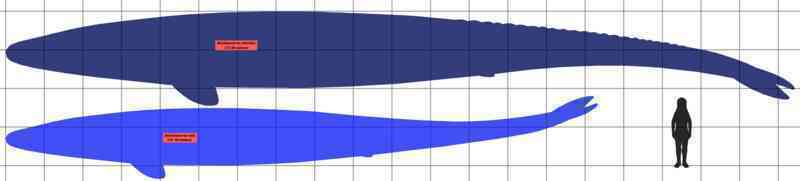 800px-Basilosaurus_SIZE_01.png 800px-Basilosaurus_SIZE_01.png