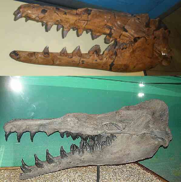 597px-Basilosaurus_isis_and_cetoides_skulls_compared.png 597px-Basilosaurus_isis_and_cetoides_skulls_compared.png