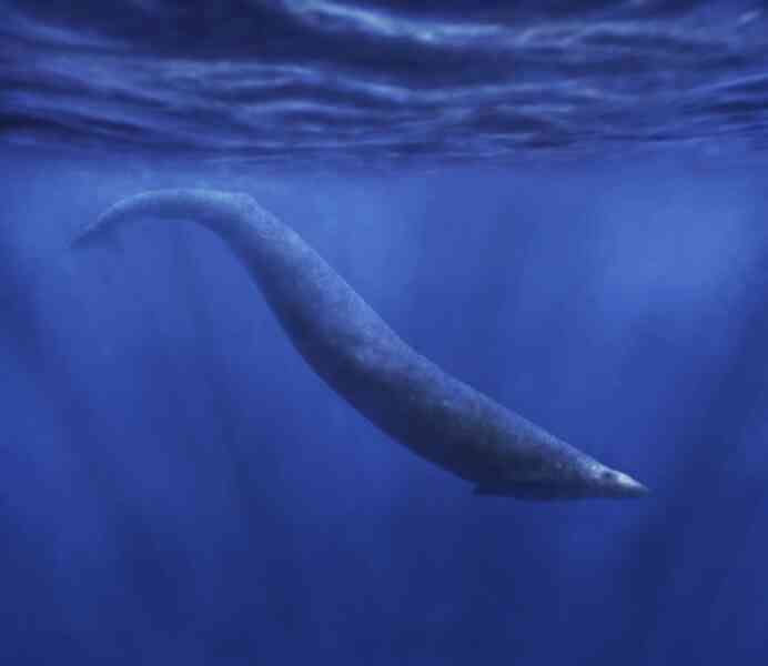 692px-Basilosaurus_cetoides.png 692px-Basilosaurus_cetoides.png
