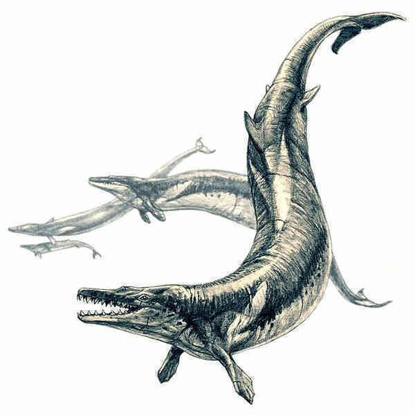 600px-Basilosaurus.jpg 600px-Basilosaurus.jpg