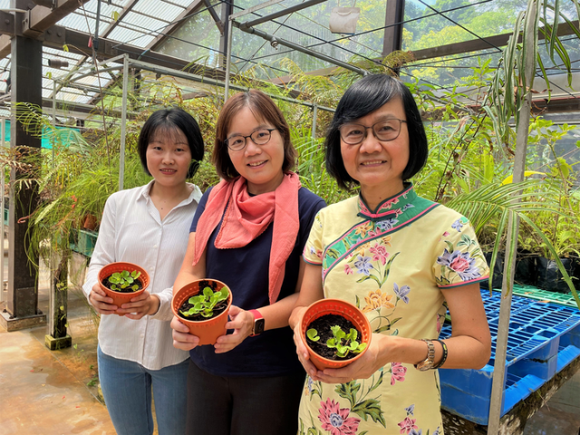 Các nhà khoa học Singpore lên danh sách những cây nhiệt đới khử độc đất hiệu quả, có cả rau má và dương xỉ