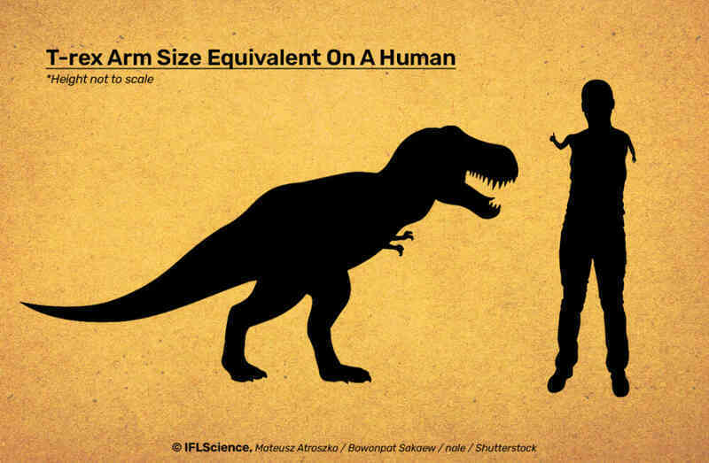 Tiến hóa làm teo nhỏ tay khủng long T-rex để chúng đỡ cắn vào tay nhau