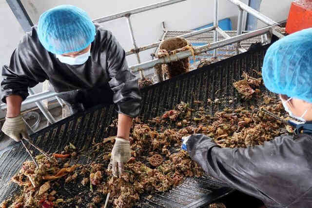 Bạn có dám ăn "gián sấy khô"? Trên thực tế đây lại là món người Trung Quốc rất khoái đặt hàng online