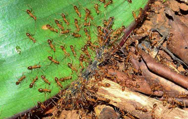 crazy-ants-jacksonville-fl.jpg crazy-ants-jacksonville-fl.jpg