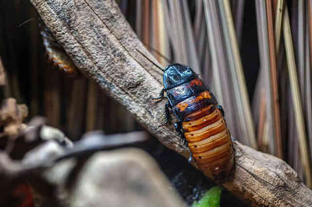 Loài vật này đã sống qua đại tuyệt chủng khủng long, và sẽ thống trị thế giới nếu con người tuyệt diệt