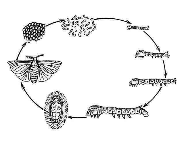 Nhiễm virus zombie, những con sâu ngáo trèo lên ngọn cây nhảy múa, mời chim ăn mình - Ảnh 2. Nhiễm virus zombie, những con sâu ngáo trèo lên ngọn cây nhảy múa, mời chim ăn mình - Ảnh 2.
